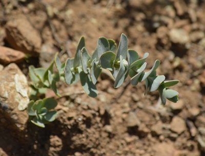 Streptanthus barbatus, photographed by David Anderson