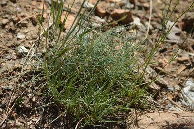 Eremogone congesta, photographed by David Anderson