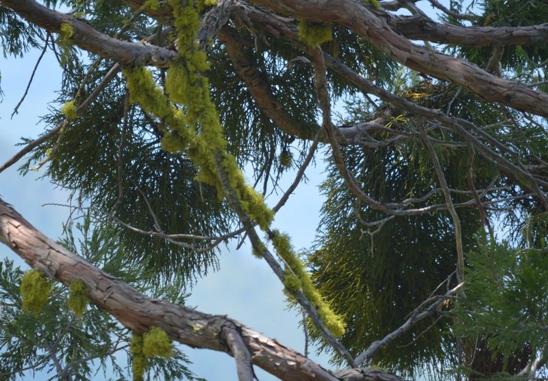 Phoradendron libocedri, photographed by David Anderson