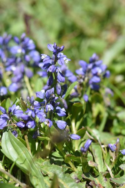 Polygala alpestris, photographed by Étienne Léveillé-Bourret