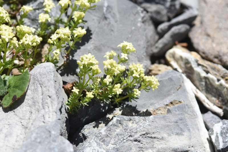 Galium megalospermum, photographed by Étienne Léveillé-Bourret
