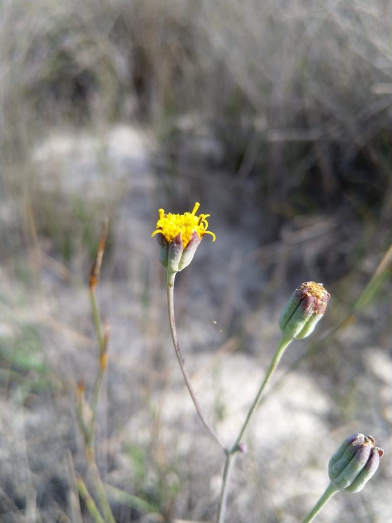 Othonna linearifolia, photographed by Jacques van der Merwe