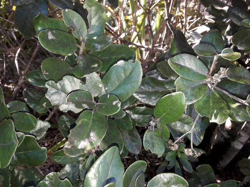 Olearia allomii, photographed by naturewatchwidow