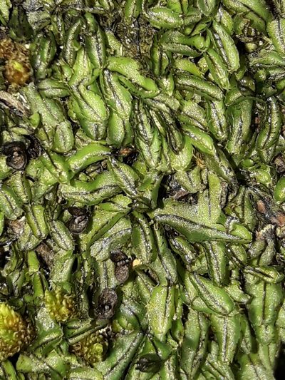 Hymenophyllum armstrongii, photographed by naturewatchwidow