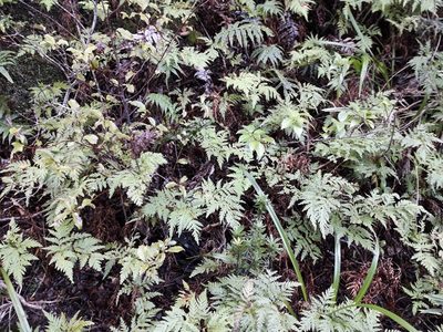 Loxsoma cunninghamii, photographed by naturewatchwidow