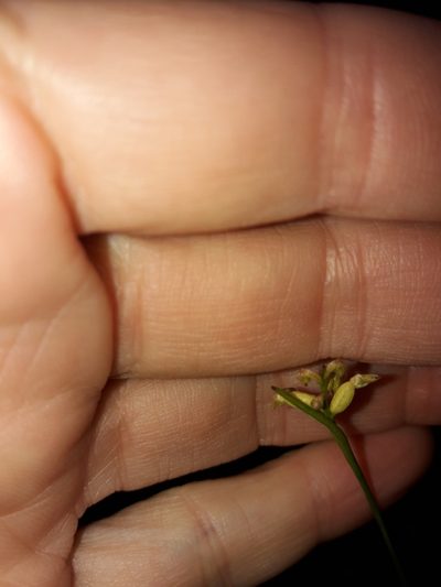 Genoplesium pumilum, photographed by naturewatchwidow