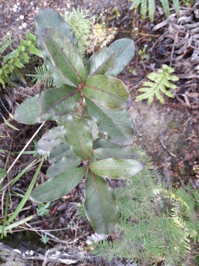 Coprosma dodonaeifolia, photographed by naturewatchwidow