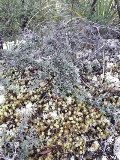 Kunzea sinclairii, photographed by naturewatchwidow