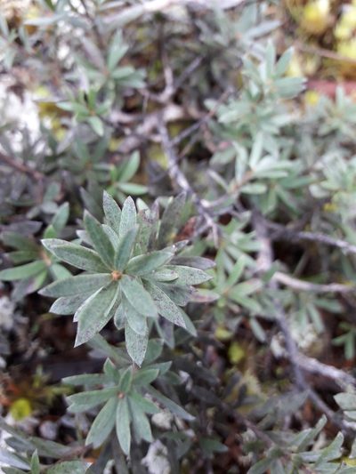 Kunzea sinclairii, photographed by naturewatchwidow