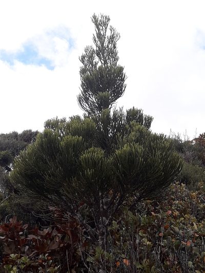 Halocarpus kirkii, photographed by naturewatchwidow