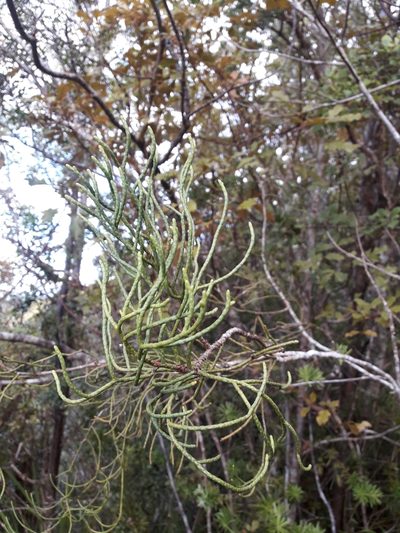 Halocarpus kirkii, photographed by naturewatchwidow