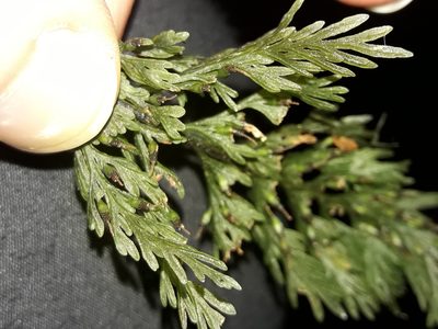 Abrodictyum strictum, photographed by naturewatchwidow