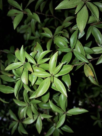 Archeria racemosa, photographed by naturewatchwidow