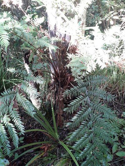 Dicksonia lanata, photographed by naturewatchwidow