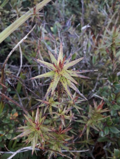 Dracophyllum patens, photographed by naturewatchwidow