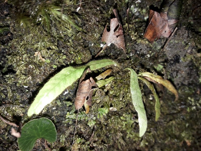 Notogrammitis pseudociliata, photographed by naturewatchwidow