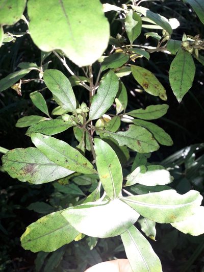 Coprosma dodonaeifolia, photographed by naturewatchwidow