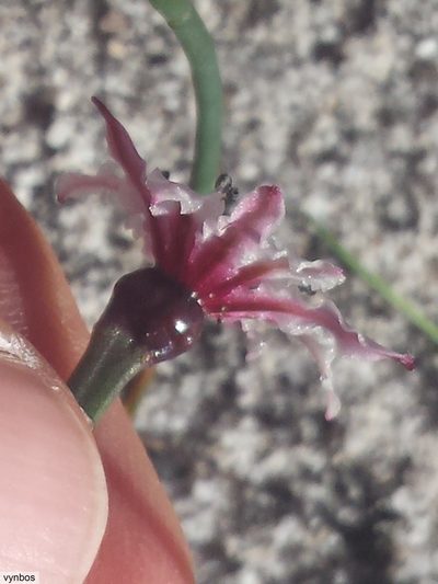 Hessea cinnamomea, photographed by Chris Vynbos