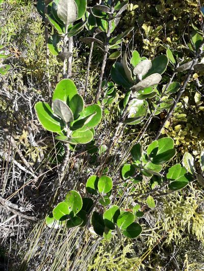 Olearia allomii, photographed by naturewatchwidow