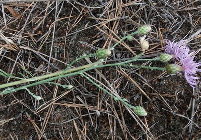 Centaurea arenaria, photographed by Nina Filippova