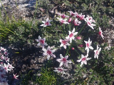 Hessea cinnamomea, photographed by Chris Vynbos