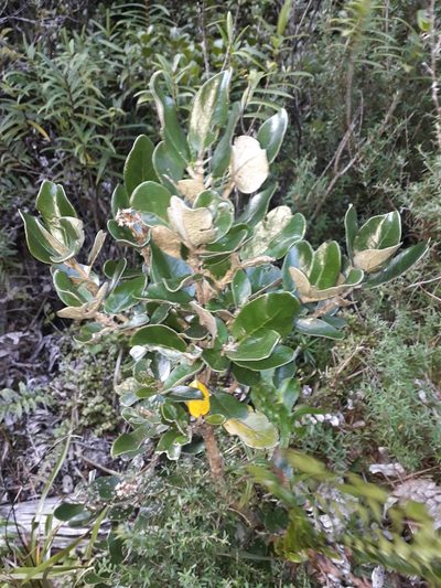 Olearia allomii, photographed by Leon Perrie
