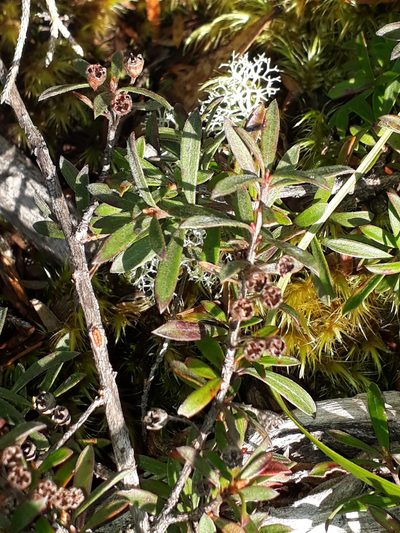 Kunzea sinclairii, photographed by Leon Perrie