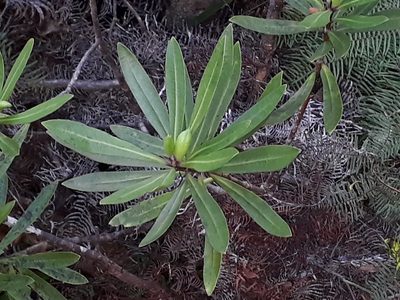 Pittosporum kirkii, photographed by Leon Perrie