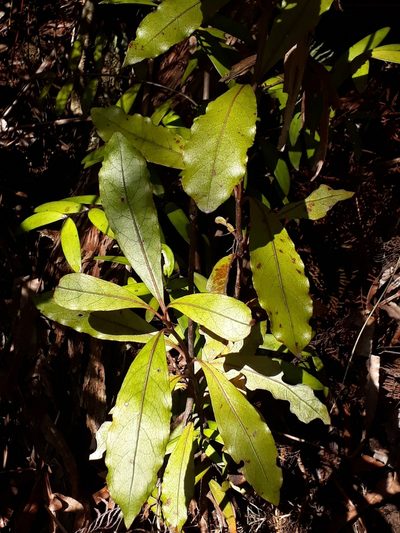 Coprosma dodonaeifolia, photographed by Leon Perrie