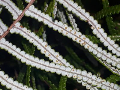 Gleichenia inclusisora, photographed by Leon Perrie