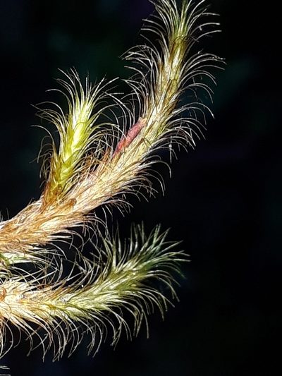 Cyrtopus setosus, photographed by Leon Perrie
