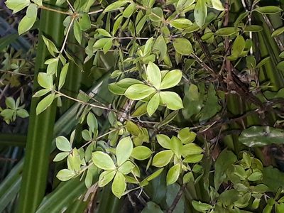Archeria racemosa, photographed by Leon Perrie