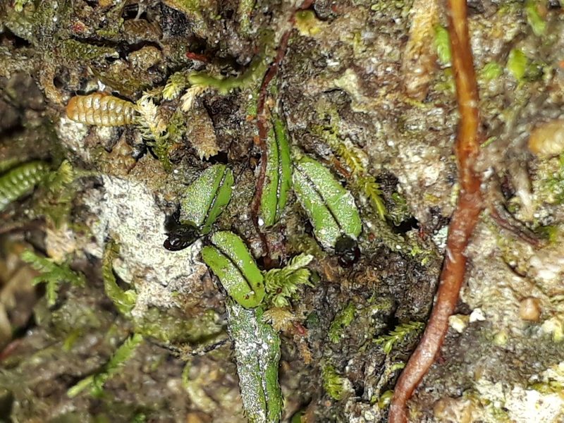 Hymenophyllum armstrongii, photographed by Leon Perrie