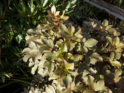 Pseudopanax discolor, photographed by Leon Perrie
