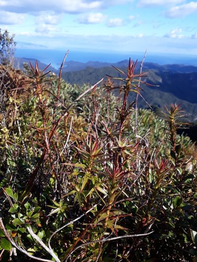 Dracophyllum patens, photographed by Leon Perrie