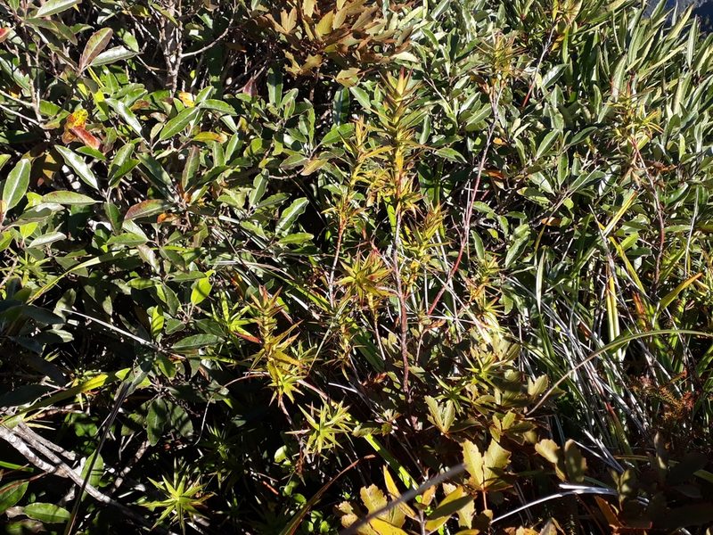 Dracophyllum patens, photographed by Leon Perrie
