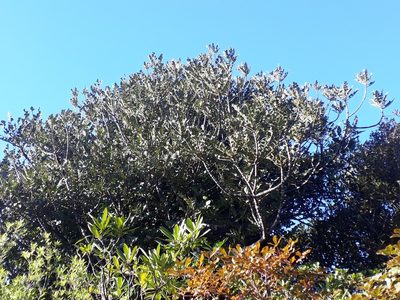 Phyllocladus toatoa, photographed by Leon Perrie