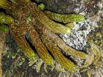 Cladomnion ericoides, photographed by Leon Perrie