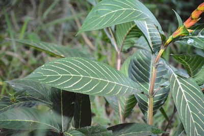 Sanchezia oblonga, photographed by Douglas