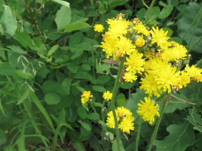Pilosella floribunda, photographed by Repina Tatyana