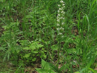 Platanthera densa, photographed by Repina Tatyana