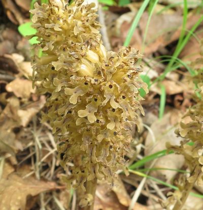 Neottia papilligera, photographed by Repina Tatyana