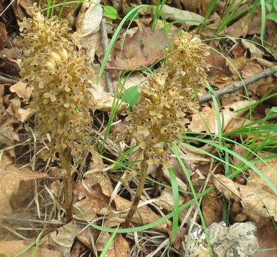 Neottia papilligera, photographed by Repina Tatyana