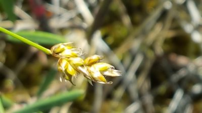 Carex chordorrhiza, photographed by Norma Malinowski