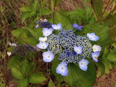 Hydrangea serrata, photographed by Kim, Hyun-tae