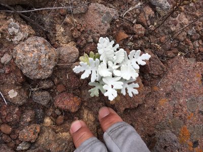 Constancea nevinii, photographed by Adam J. Searcy