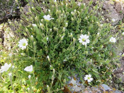 Cerastium arcticum, photographed by anasacuta