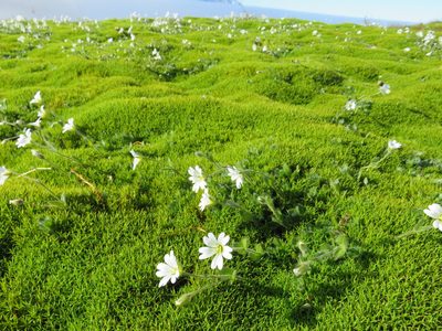 Cerastium arcticum, photographed by anasacuta