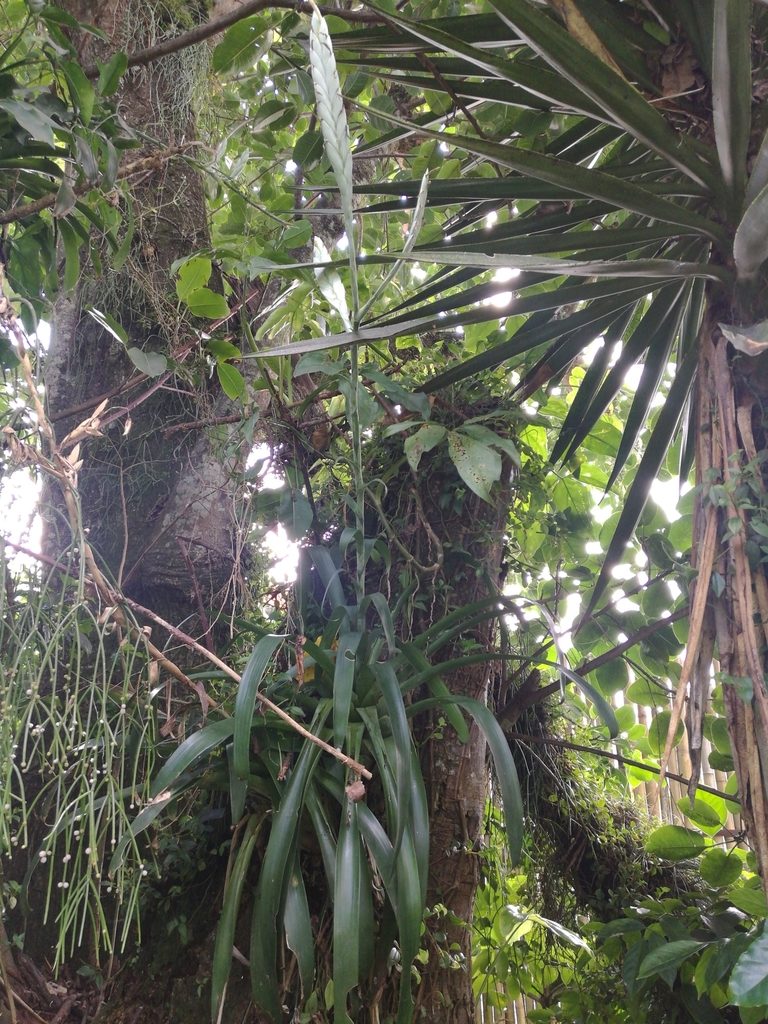 Tillandsia heterophylla, photographed by Juan Carlos Pérez Magaña