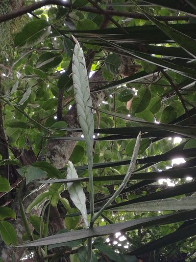 Tillandsia heterophylla, photographed by Juan Carlos Pérez Magaña
